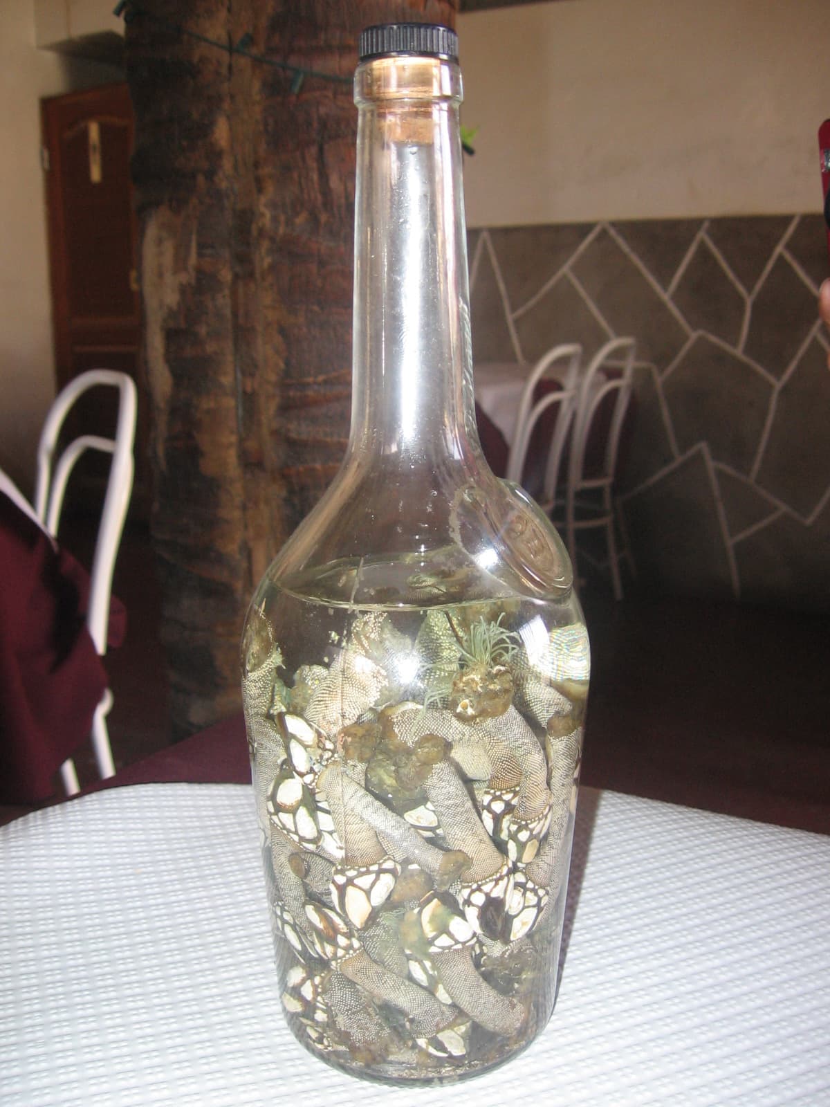 Percebes (Barnacles)