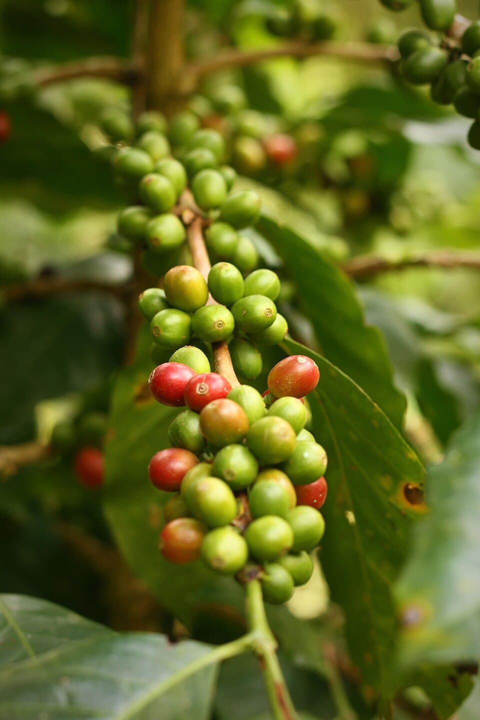 Colombian Coffee