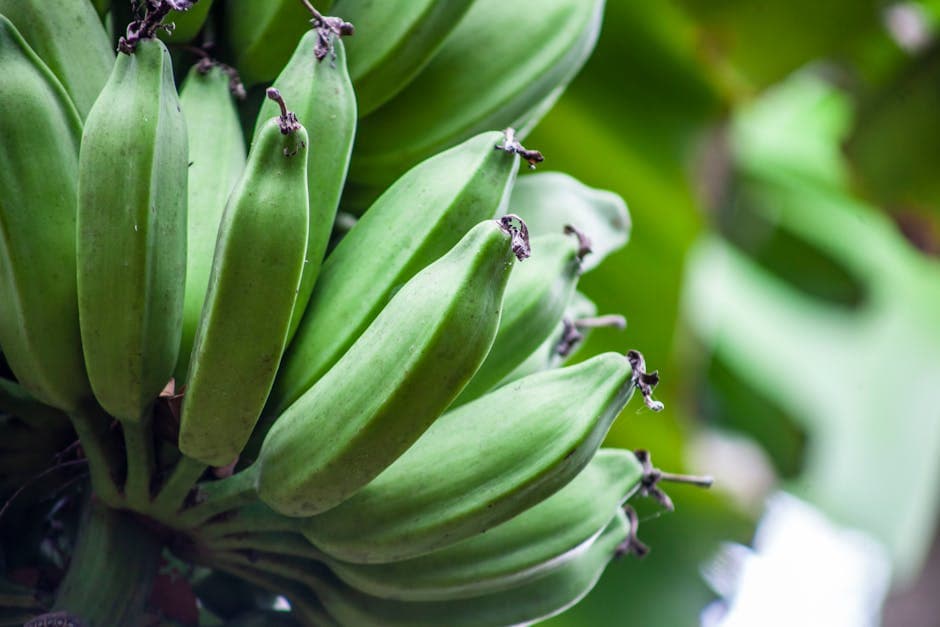 Plantains (Fried or Boiled)