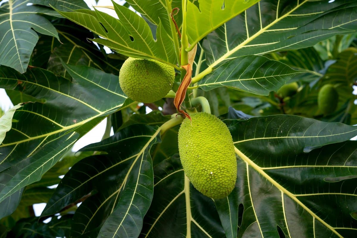 Breadfruit (Ulu)