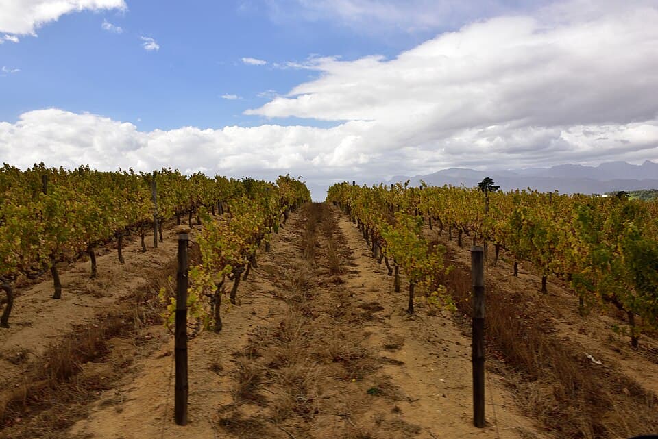 South African Wine