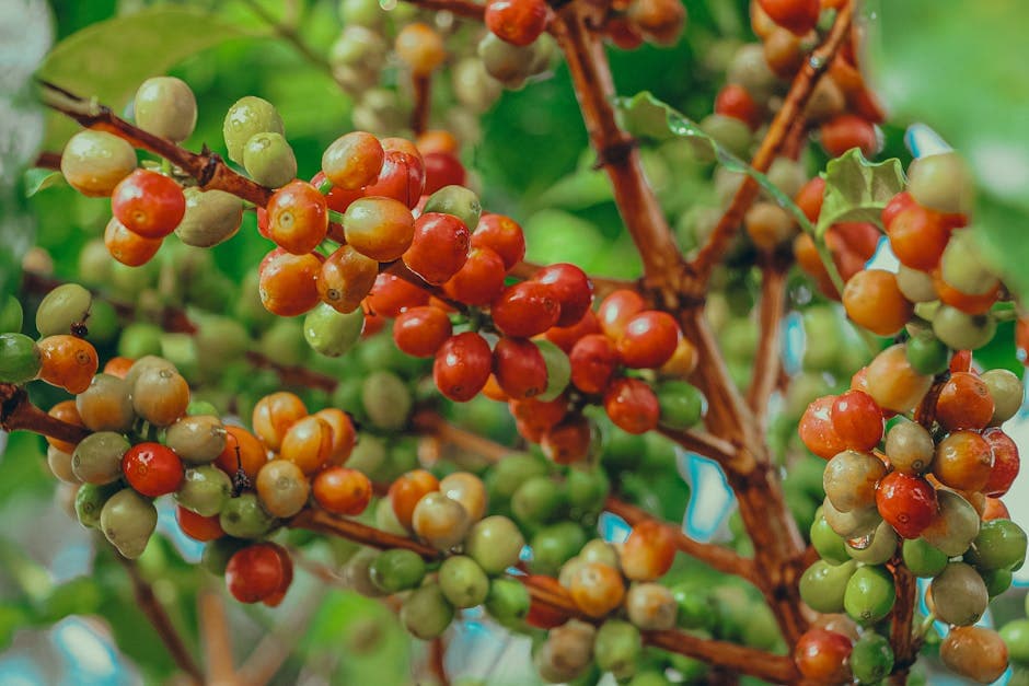 Burundian Coffee