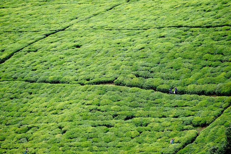 Tea