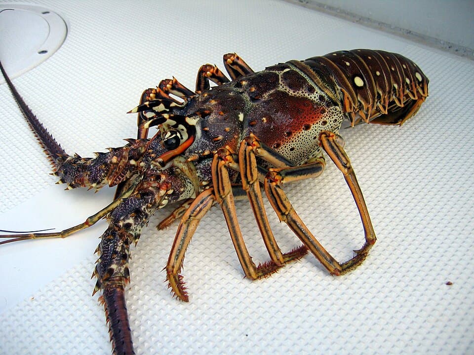 Bahamian Rock Lobster (Spiny Lobster)