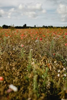 Saaremaa (Largest Island) cuisine from Estonia