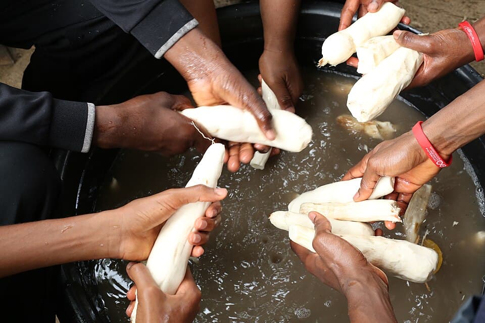 Cassava (Tavioka)