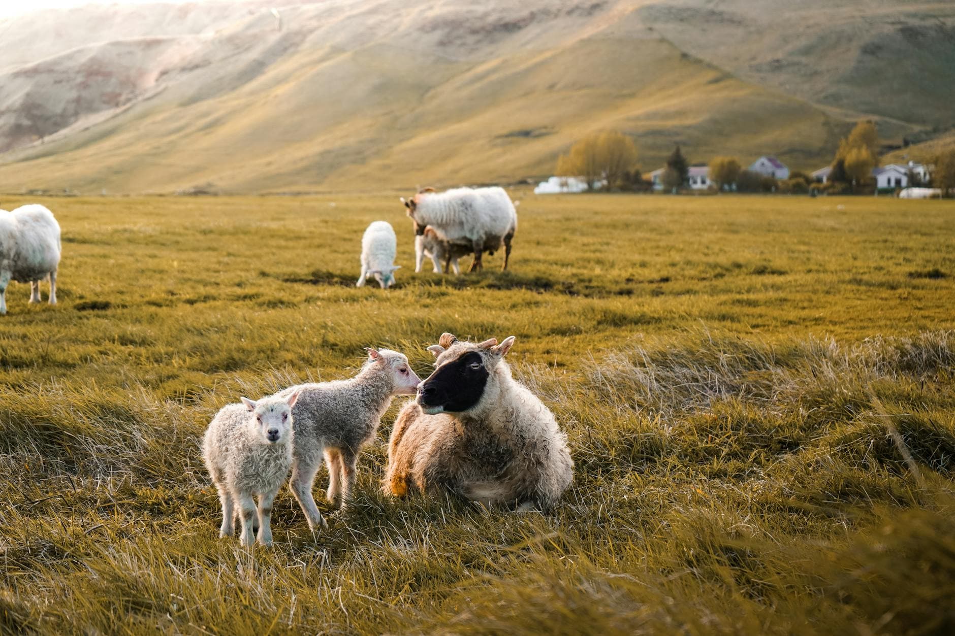 Reykjavík & Southwest (Capital Region) cuisine from Iceland