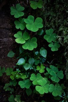 Irish Moss