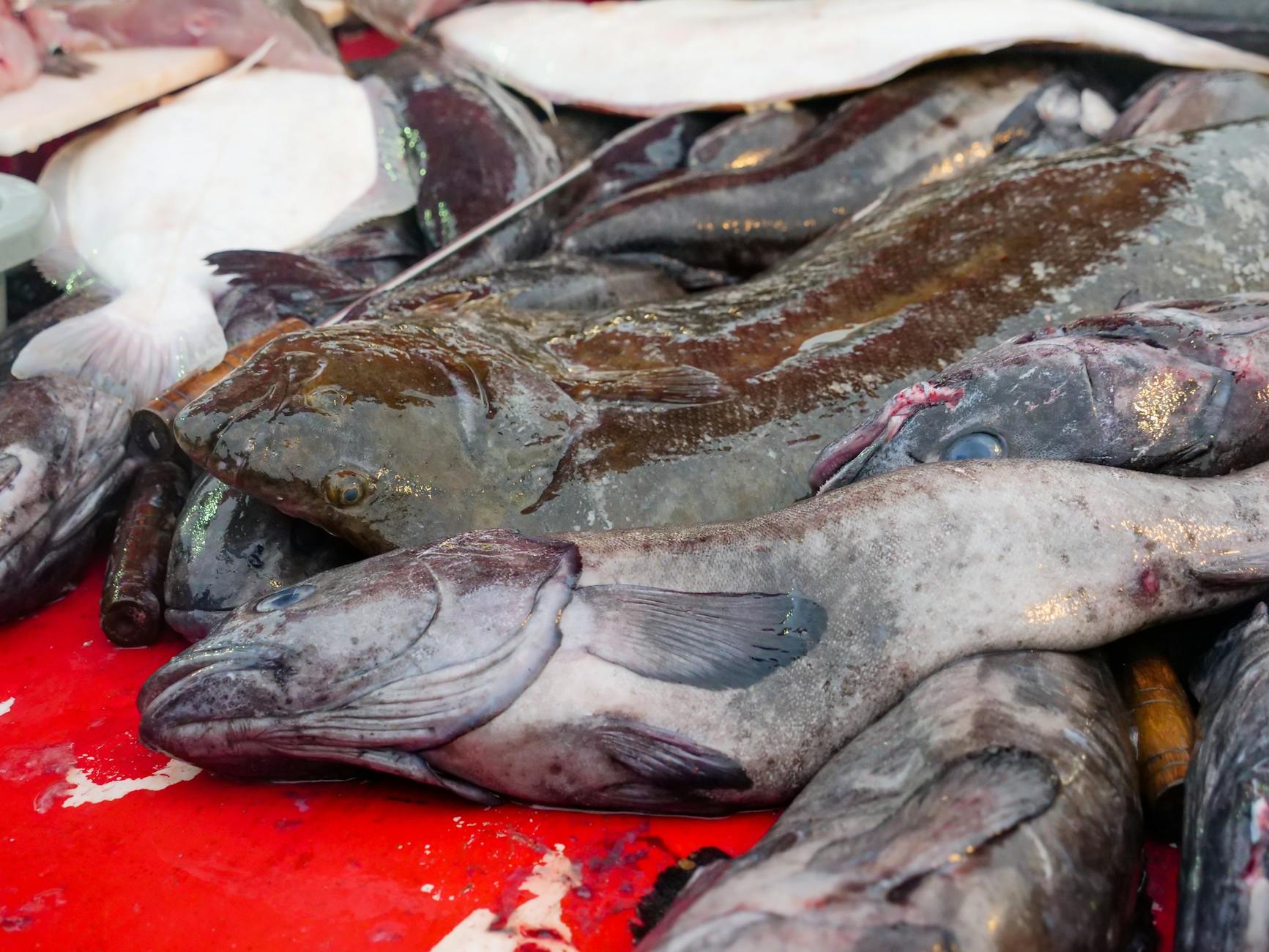 Dead Sea & Jordan Valley cuisine from Jordan