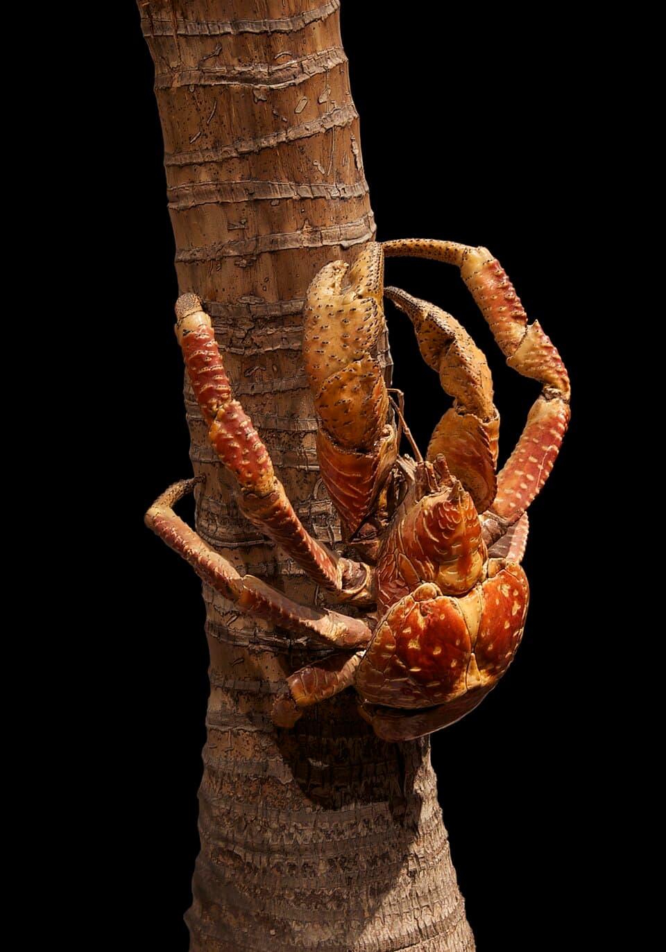 Coconut Crab (Te Unga)