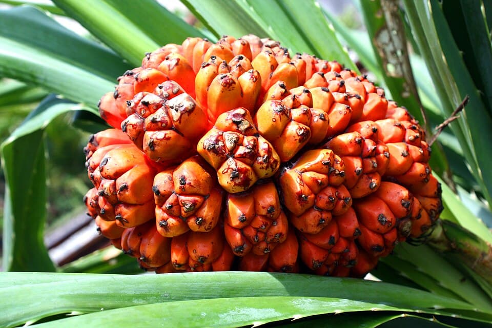 Pandanus Fruit (Te Kaina)