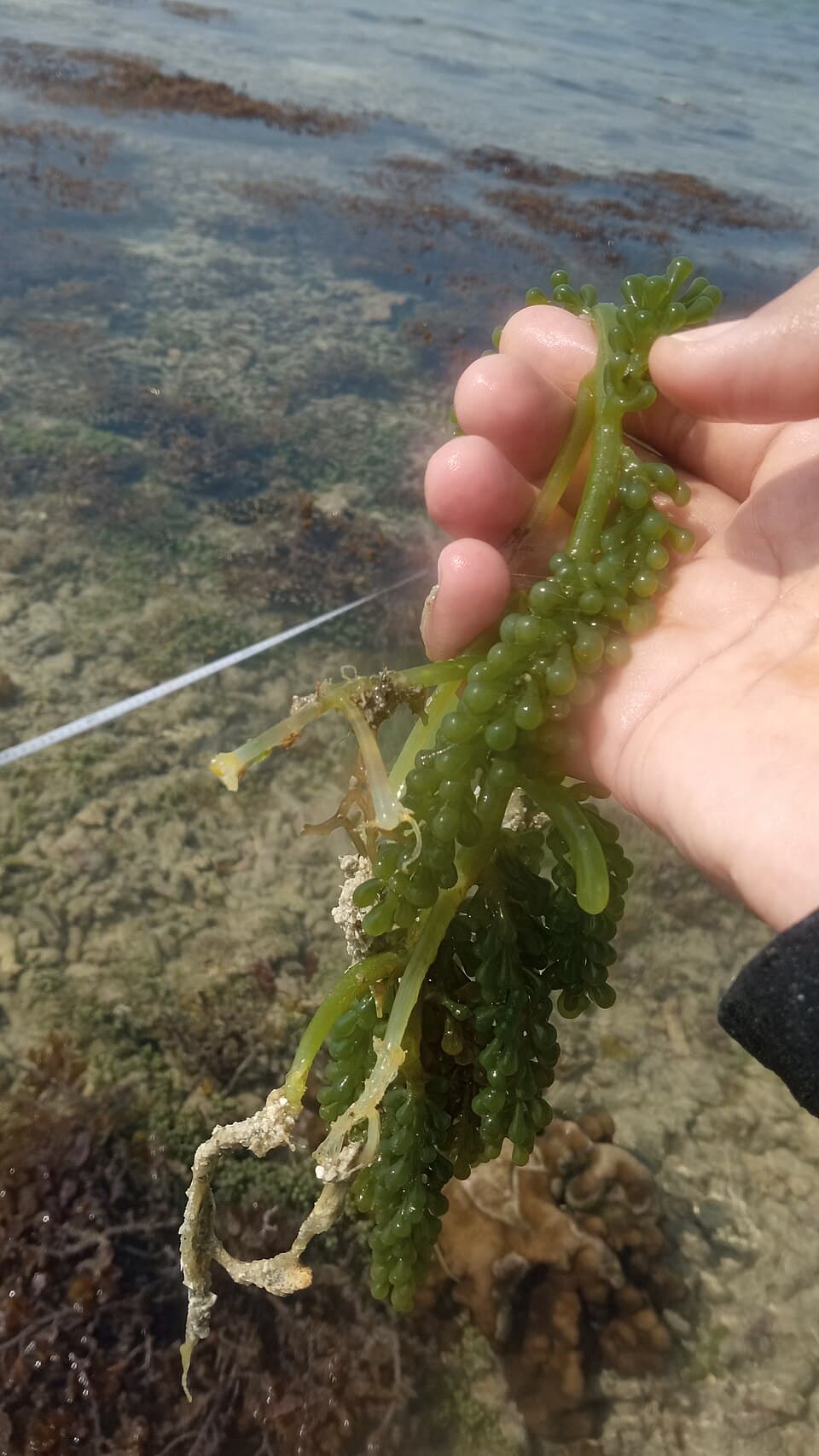 Te Karewe (Seaweed)