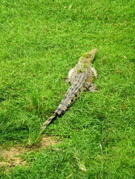Sarawak cuisine from Malaysia