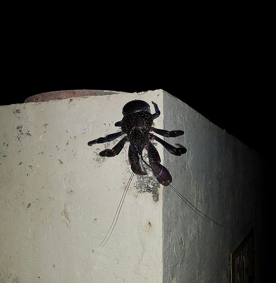 Coconut Crab (Kōļ)