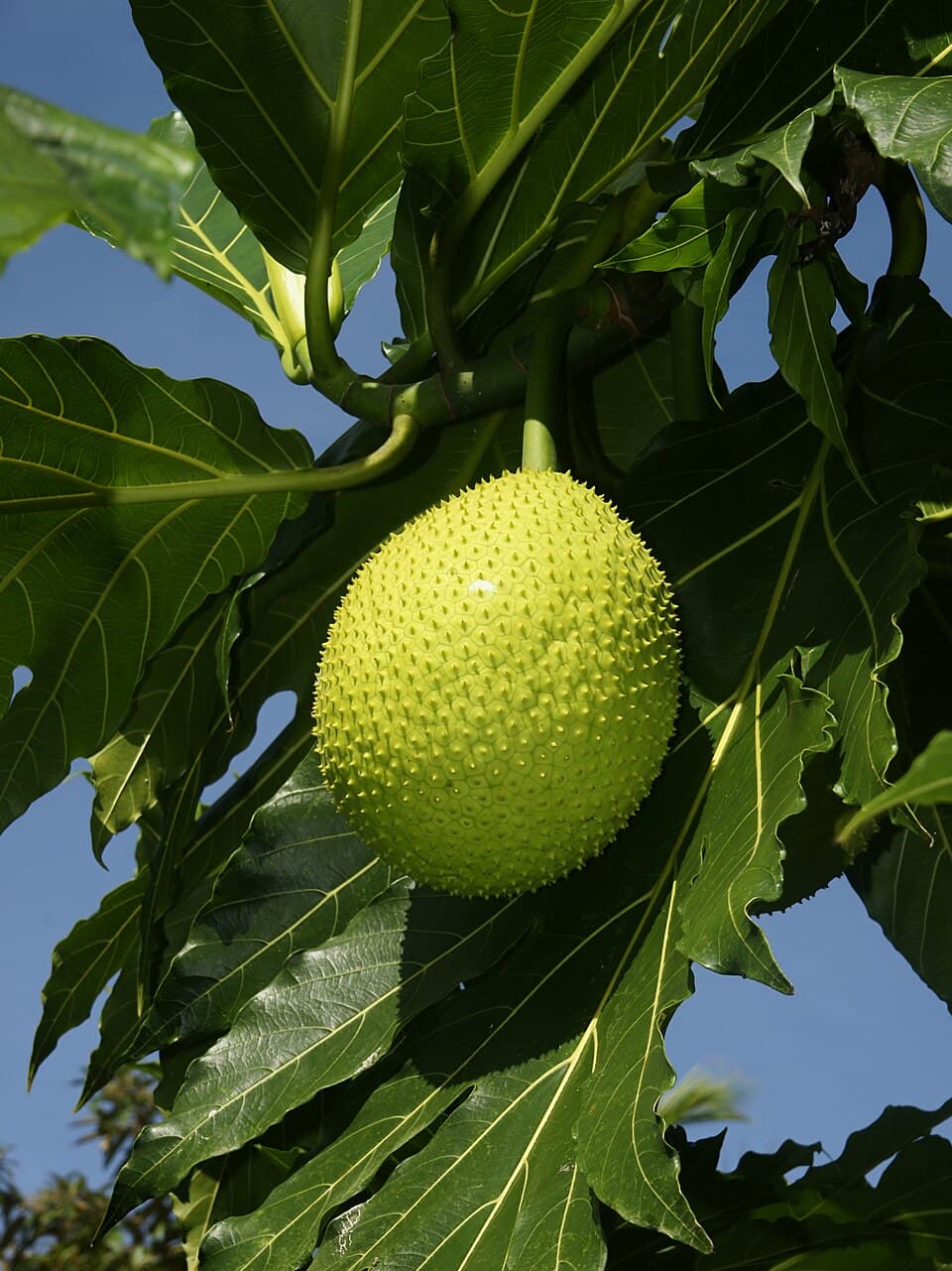 Mã (Breadfruit)