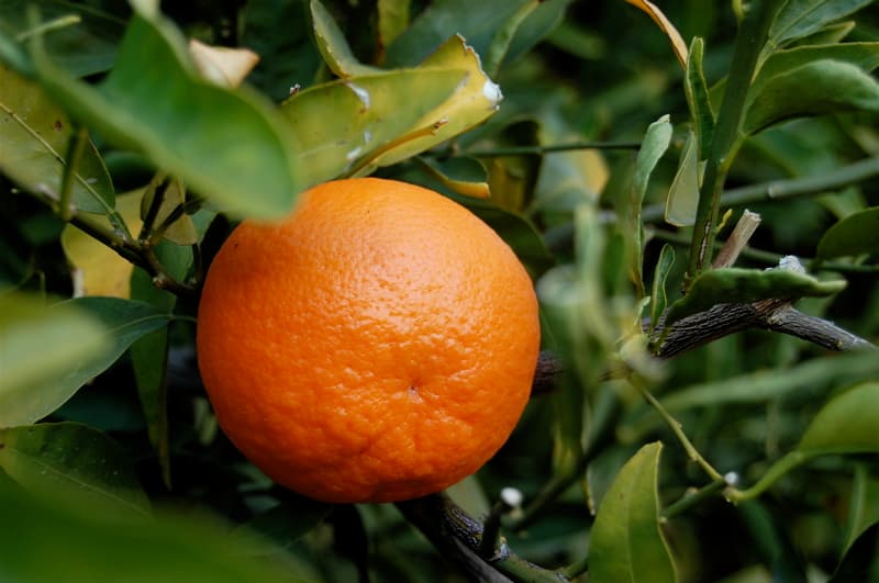 Kosraean Tangerines