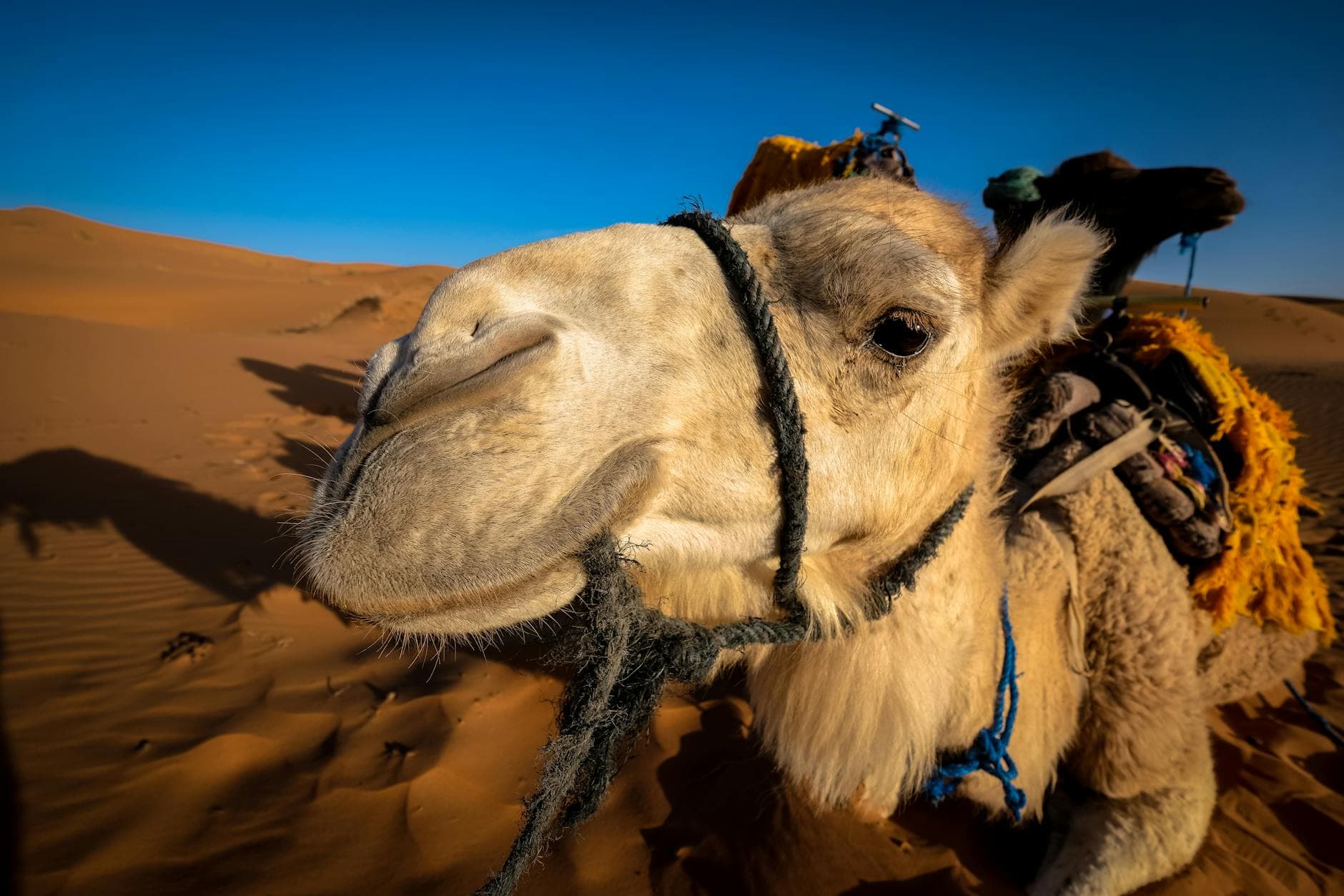 Drâa-Tafilalet (Saharan Gateway) cuisine from Morocco