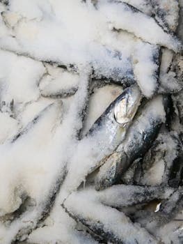 Raw Herring (Hollandse Nieuwe)
