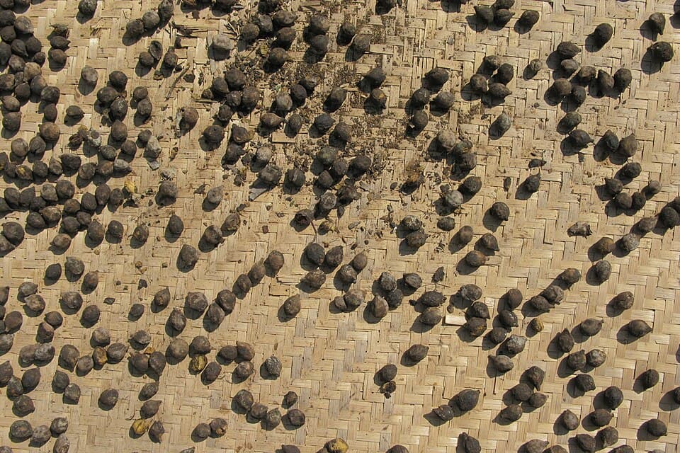 Betel nut (Buai)