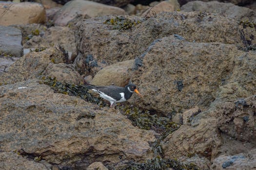 Coastal Lowlands cuisine from Papua New Guinea