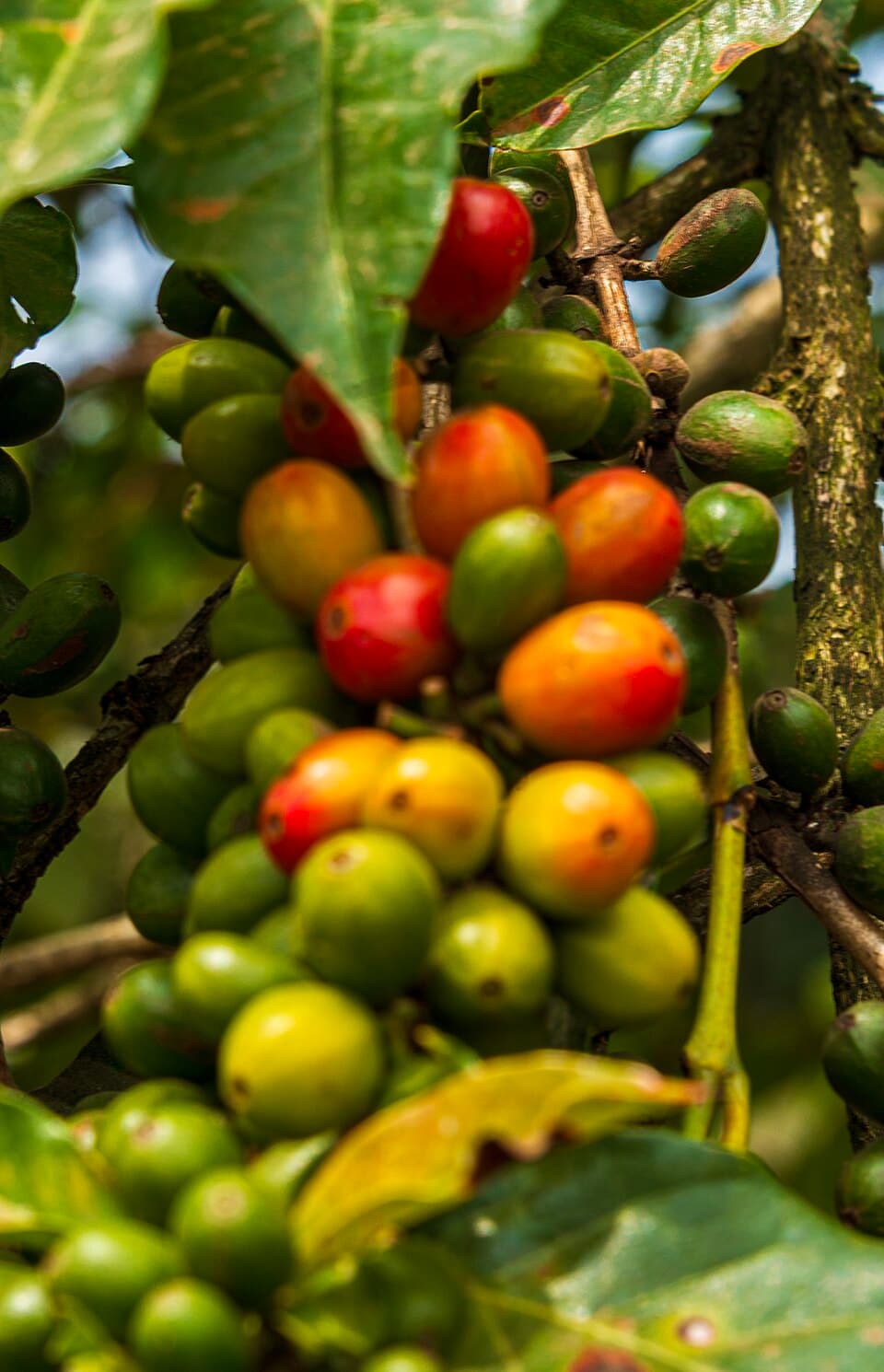 PNG Arabica coffee