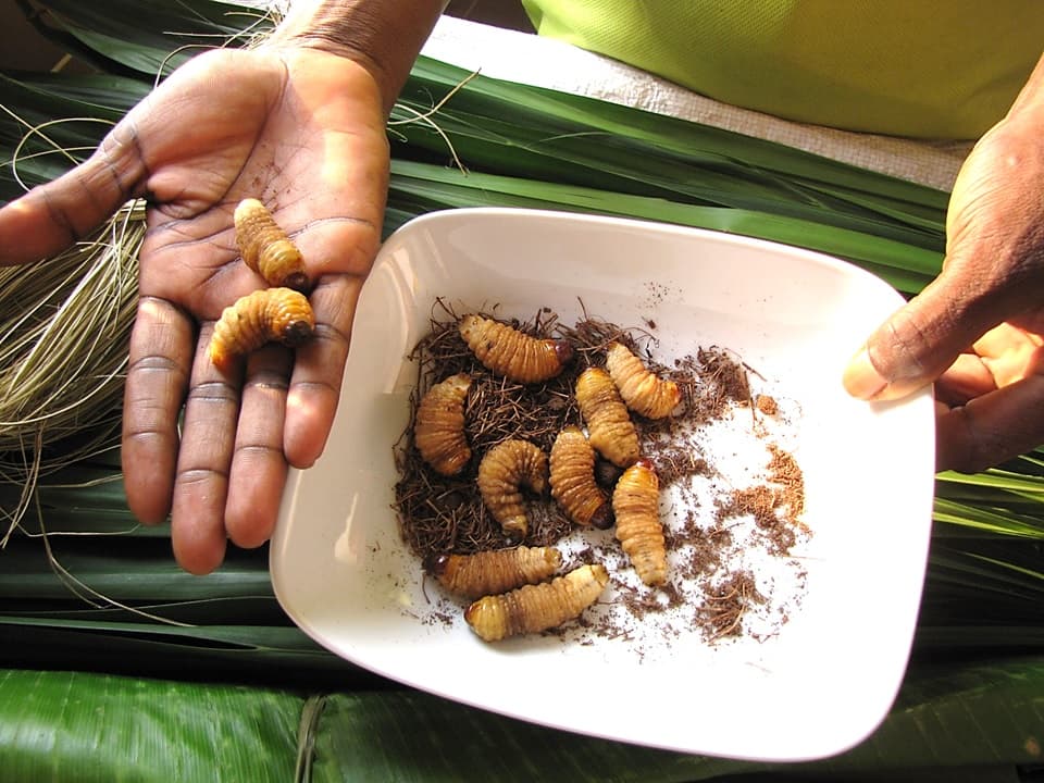 Sago grubs (Butbut)