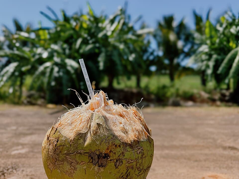 Fresh Coconut Water