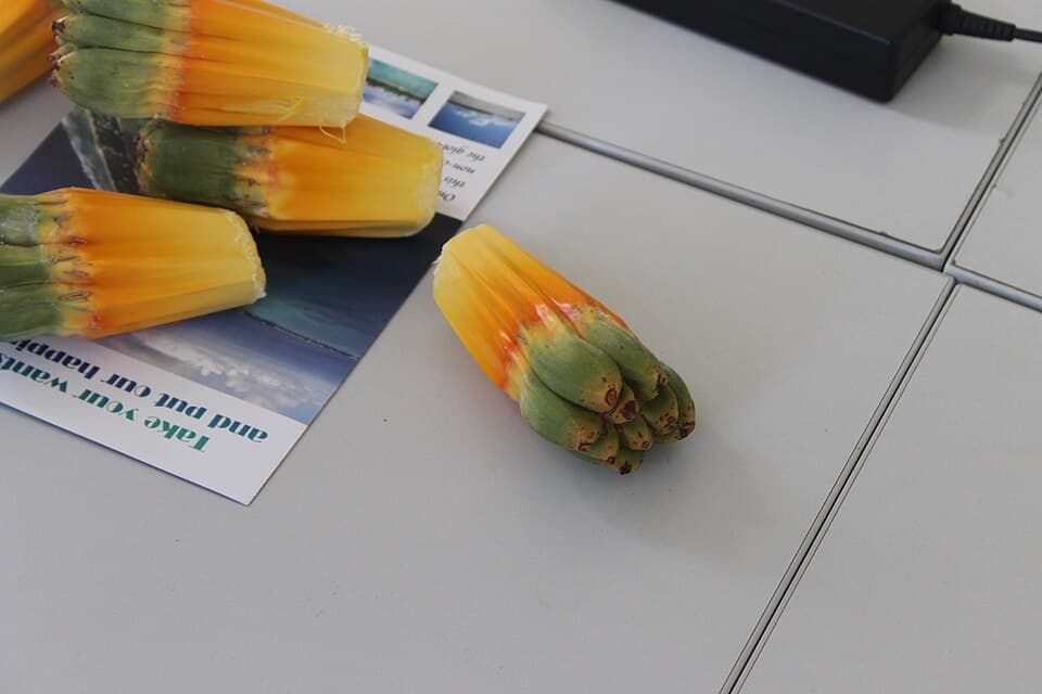 Pandanus Fruit