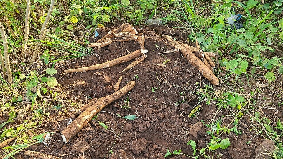 Cassava