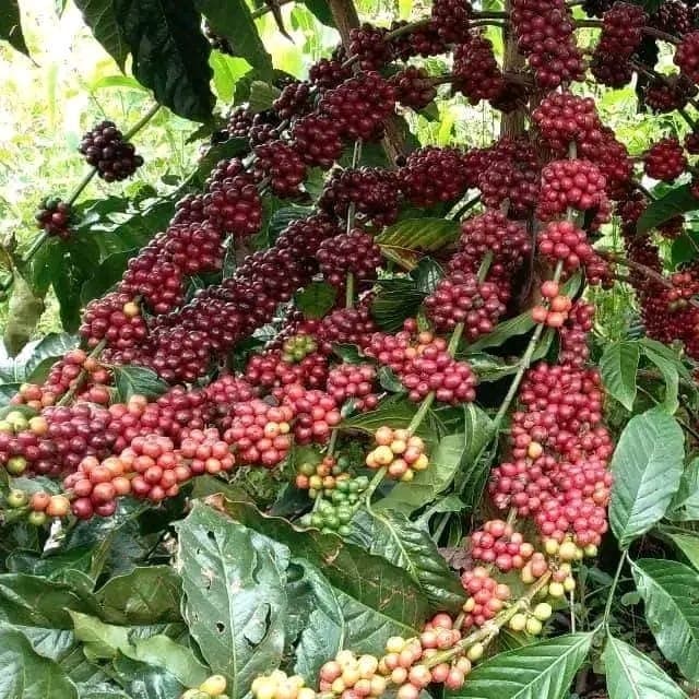 Ugandan Coffee