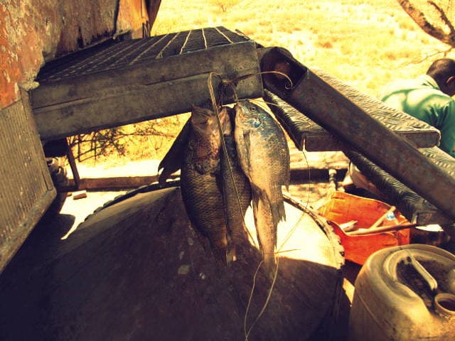 Bream