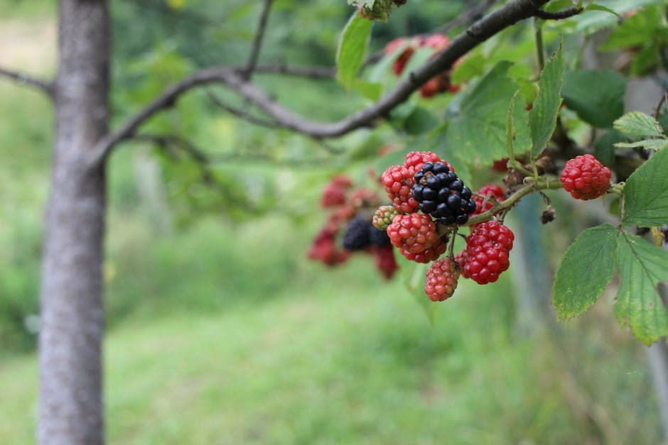Banja Luka & Krajina cuisine from Bosnia and Herzegovina