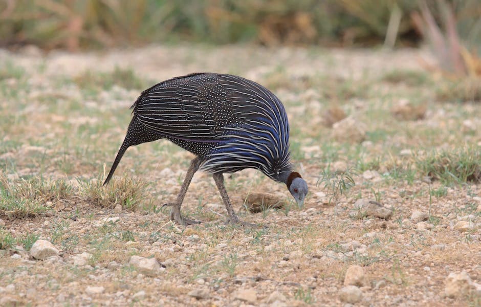 Northern Botswana cuisine from Botswana